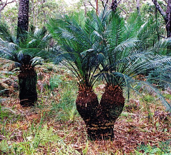 Image of Burrawang