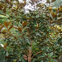 Image of  Magnolia (Little Gem) 