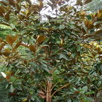 Image of  Magnolia (Little Gem) 
