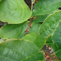 Image of Magnolia (Saucer) 
