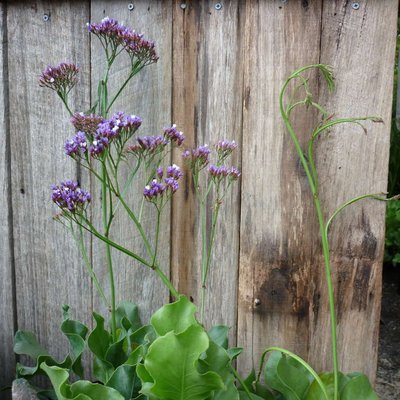 Image of Sea Lavender