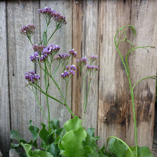 Image of Sea Lavender