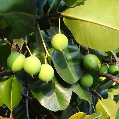 Image of Marri