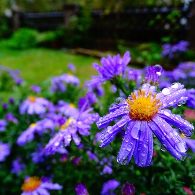 Image of Mauve Delight