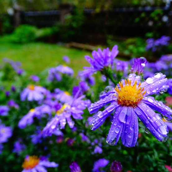 Image of Mauve Delight