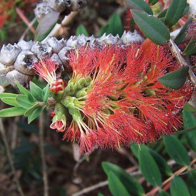 Image of Red Honey Myrtle also Hillock Bush
