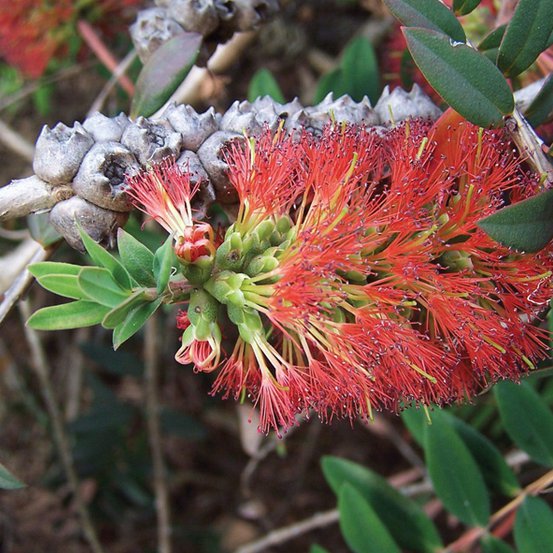 Image of Red Honey Myrtle also Hillock Bush