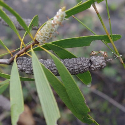 Image of Melaleuca