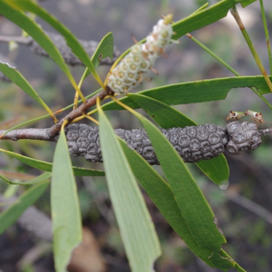 Image of Melaleuca