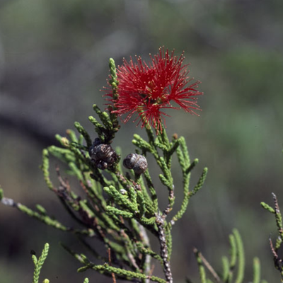 Image of Melaleuca