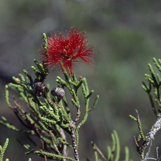 Image of Melaleuca