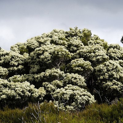Image of Chenile Honey Myrtle