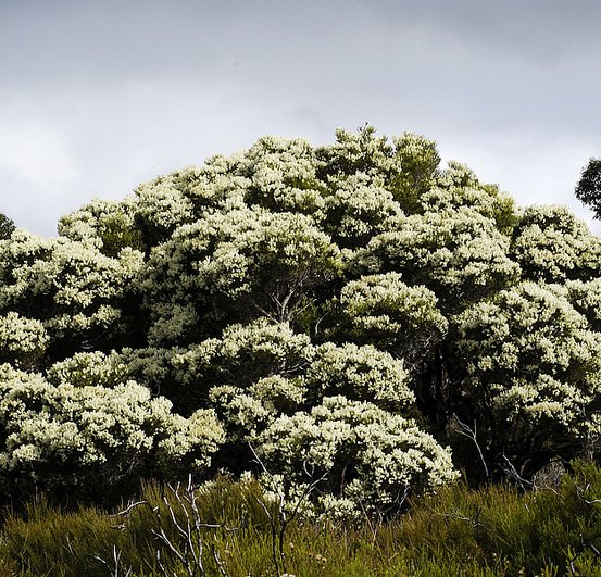 Image of Chenile Honey Myrtle