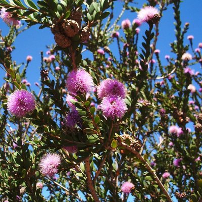 Image of Western Tea Myrtle