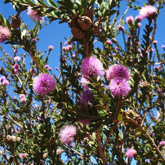 Image of Western Tea Myrtle
