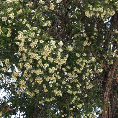 Image of Prickly-leafed Myrtle