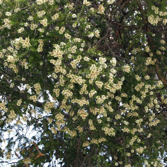 Image of Prickly-leafed Myrtle