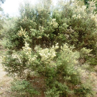 Image of Inland tea tree, Desert Honey Myrtle