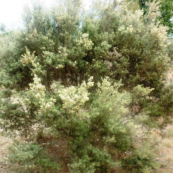 Image of Inland tea tree, Desert Honey Myrtle