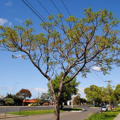 Image of White Cedar