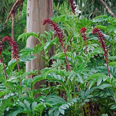 Image of Honey Bush