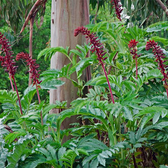 Image of Honey Bush