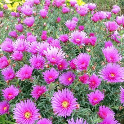 Image of Ice Plant