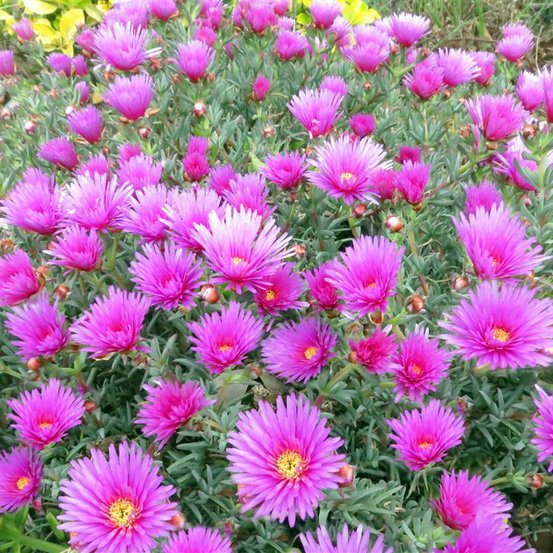 Image of Ice Plant