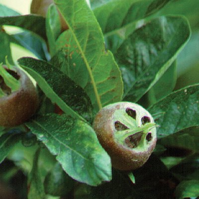 Image of Medlar