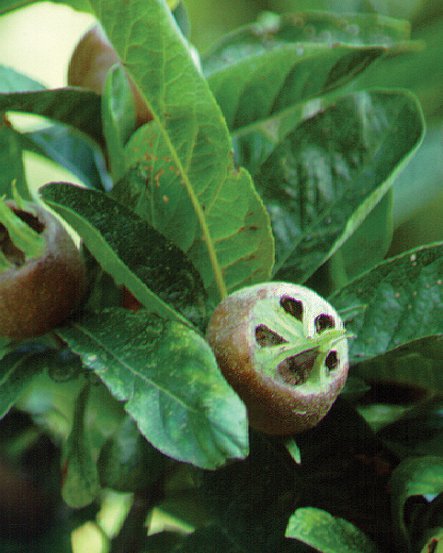 Image of Medlar