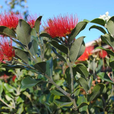 Image of New Zealand Christmas Tree