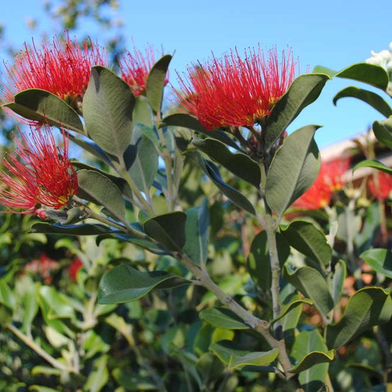 Image of New Zealand Christmas Tree