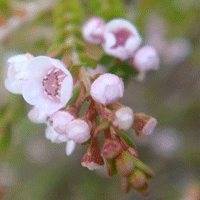 Image of Micromyrtus 