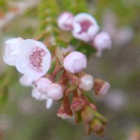 Image of Micromyrtus 
