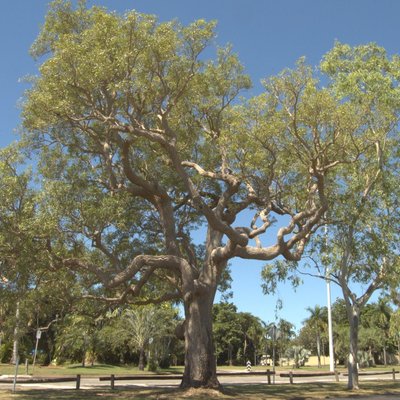 Image of Milkwood