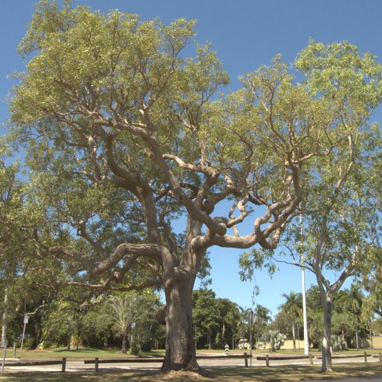 Image of Milkwood