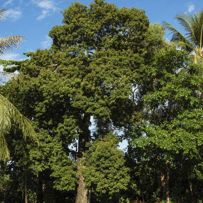 Image of Spanish Cherry 