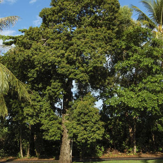 Image of Spanish Cherry 