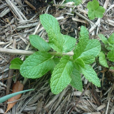 Image of Mint