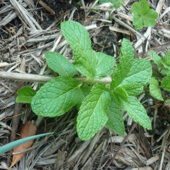 Image of Mint