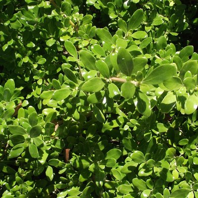 Image of Mirror Bush