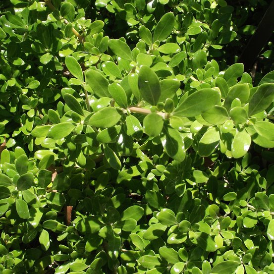 Image of Mirror Bush