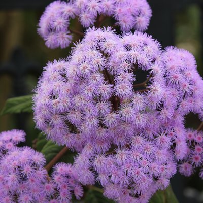 Image of Mist Flower