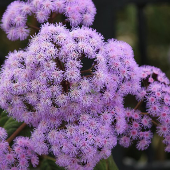 Image of Mist Flower