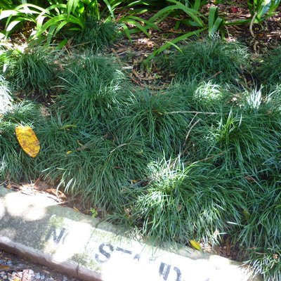 Image of Mondo Grass