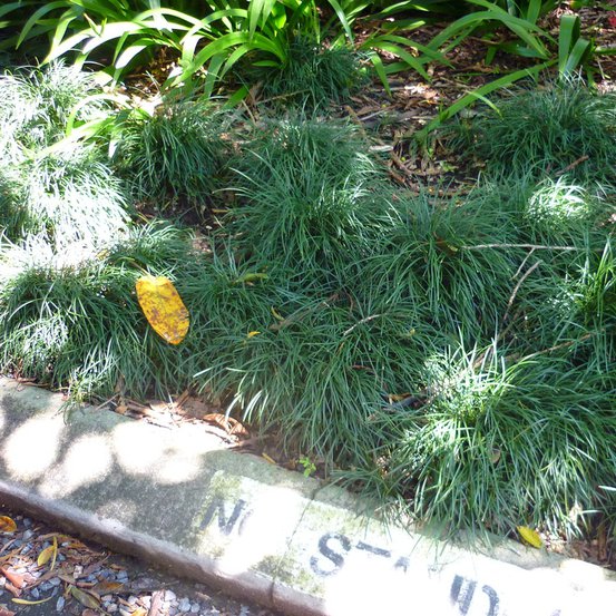 Image of Mondo Grass