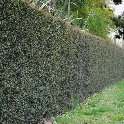 Image of Maidenhair Hair Creeper