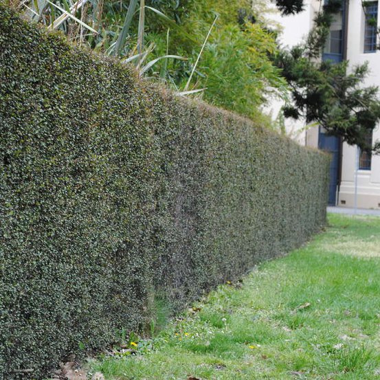 Image of Maidenhair Hair Creeper