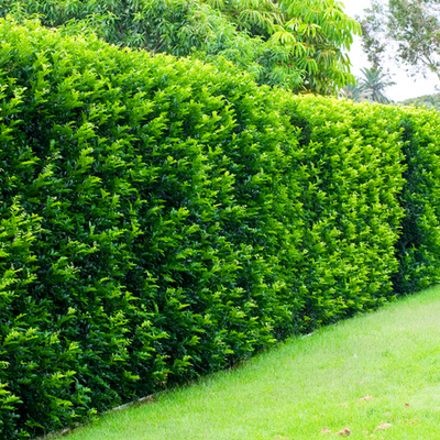 Image of Mini Murraya 