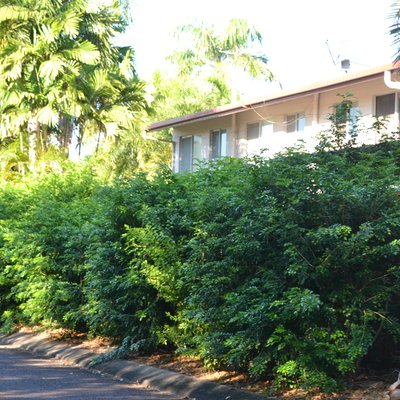 Image of Murraya